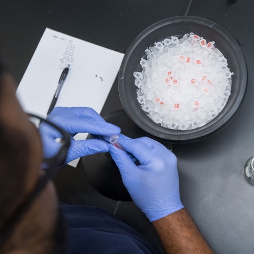 Researcher Checking Microcentrifuge Tubes