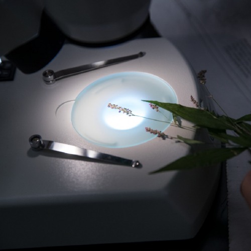 Examining Plant under Microscope