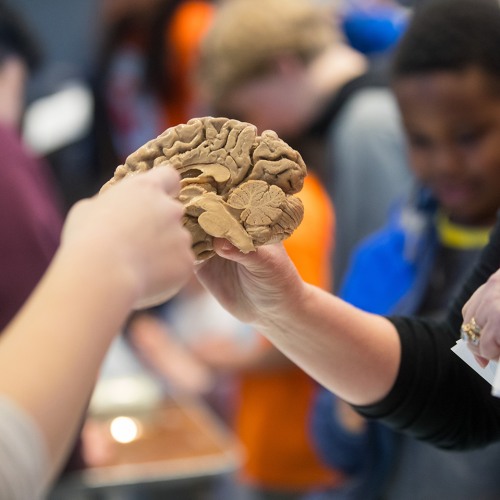Students holding brain model